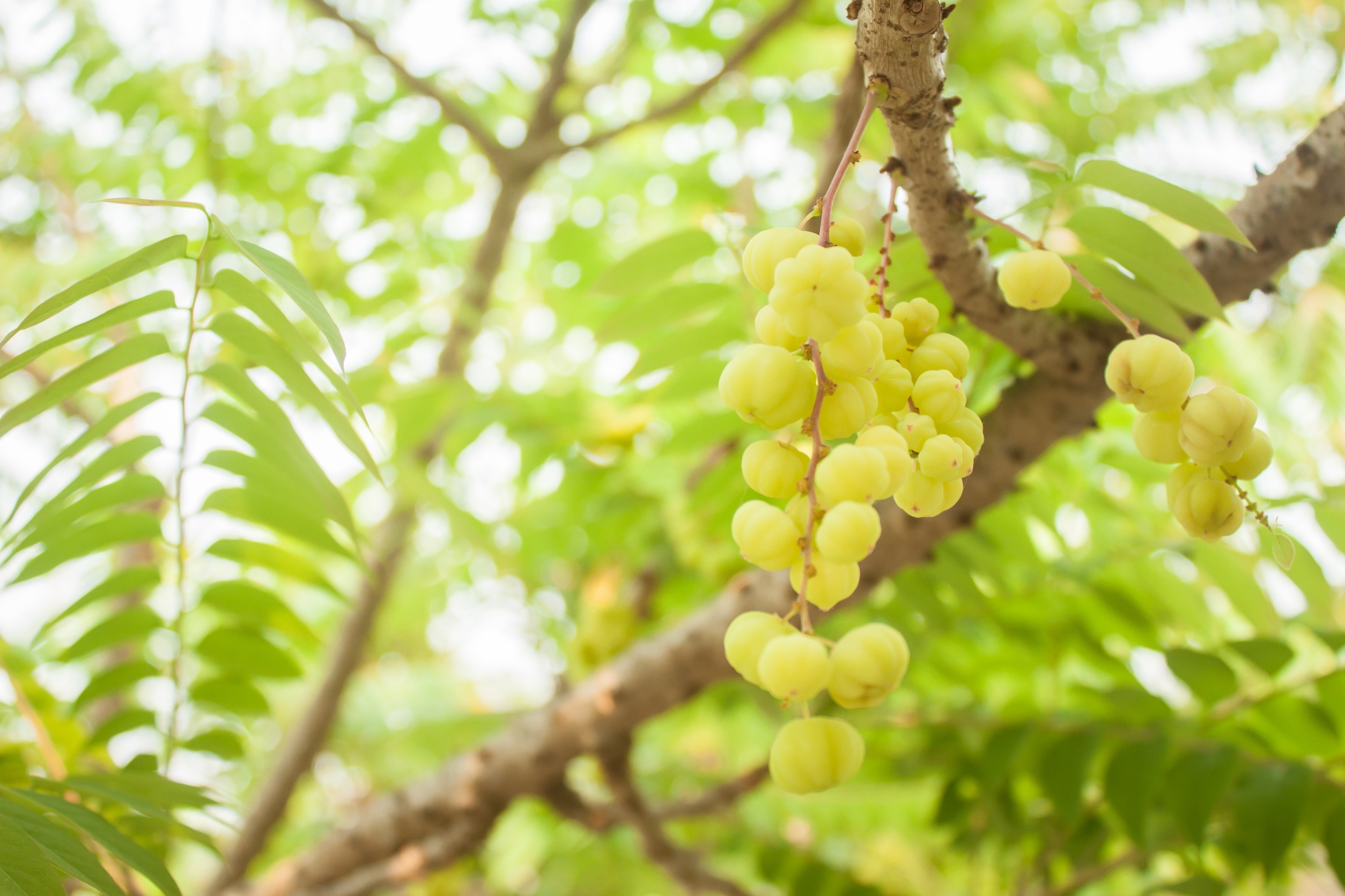 Star gooseberry My Exotic Fruit The UK s Leading Exotic Fruit Retailer